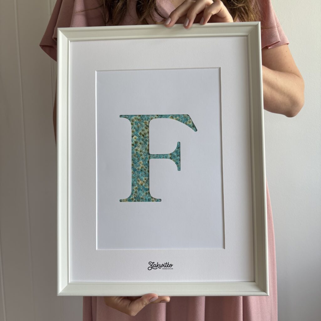 Litera F z suszonych kwiatów — niebieskie gipsówki, 32×42